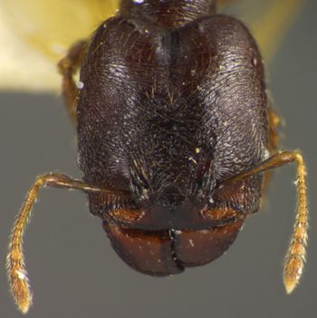Media type: image;   Entomology 34401 Aspect: head frontal view